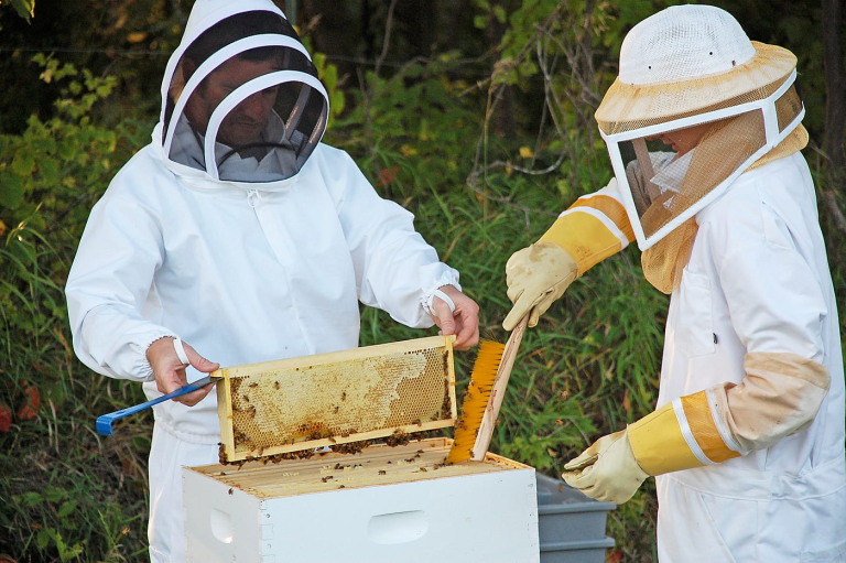 The Importance of Wearing a Beekeeping Suit